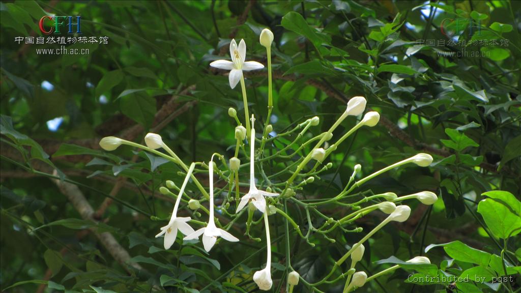  p>老鸦烟筒花属(拉丁学名:millingtonia l. f.