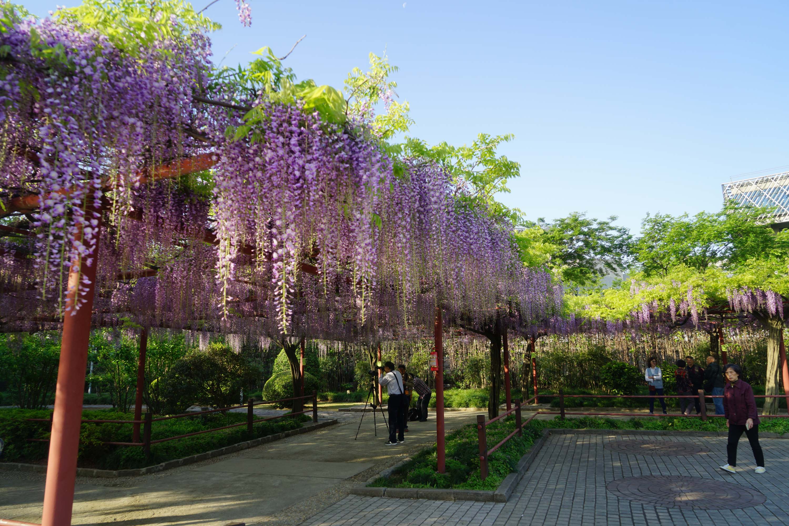  p data-id="gnx0em9hkv">嘉定紫藤园坐落在上海市西北郊的嘉定区博乐