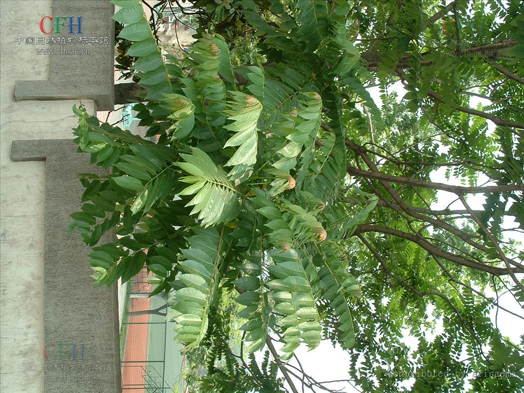  p>麻楝属( a href="#" data-lemmaid="8074290">学名 /a>: chukrasia