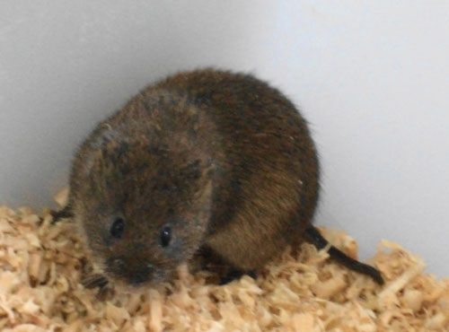  p>棕色田鼠(学名: i>lasiopodomys mandarinus /i>),别称 a href="#"