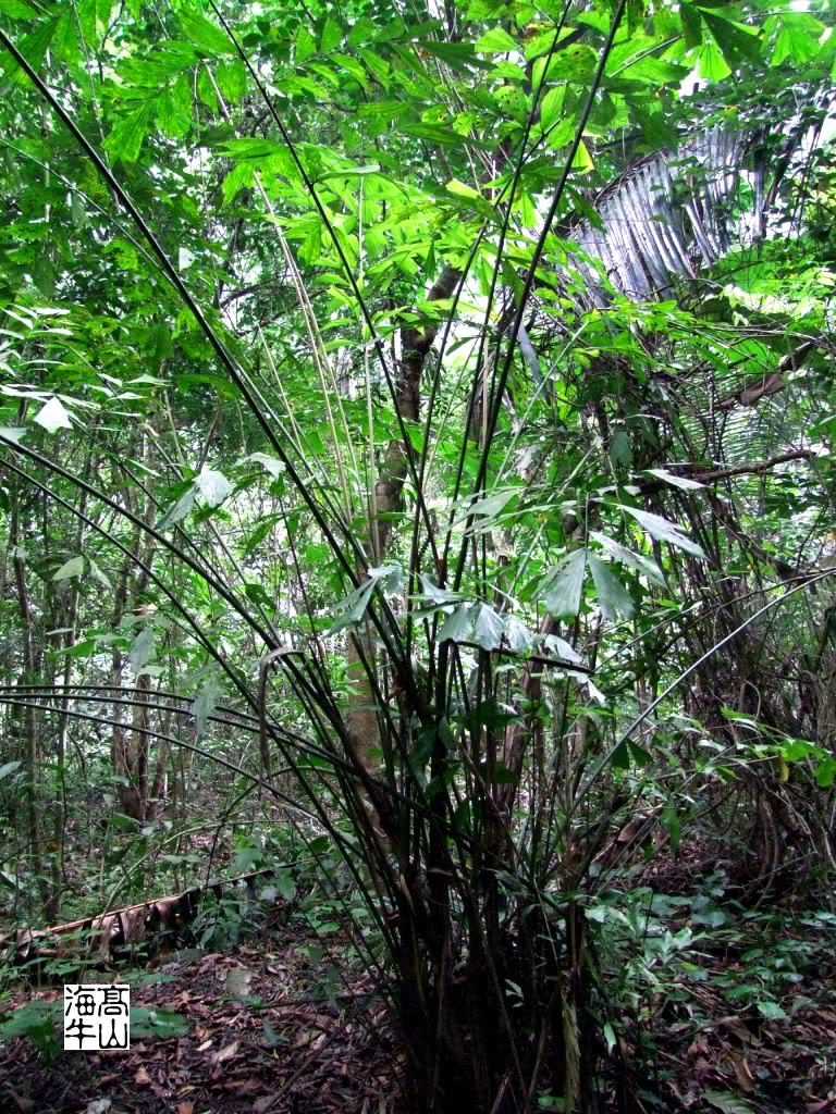  p>单穗鱼尾葵(拉丁学名:caryota monostachya becc.