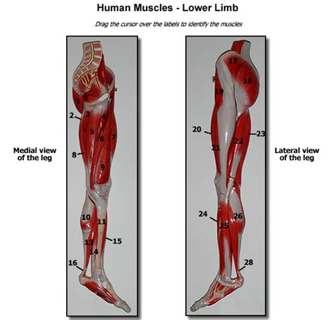  p>腘斜韧带是膝关节后交叉韧带里的一条,由胫骨内侧髁至股骨外侧髁