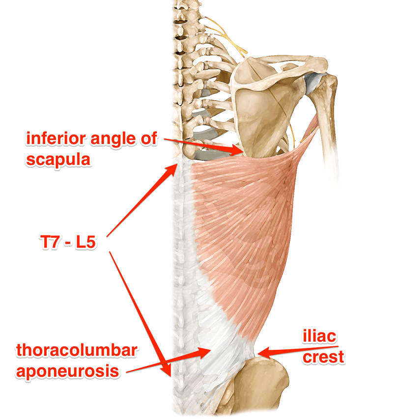  p>背阔肌latissimus dorsi位于腰背部和胸部后外侧皮下,为全身最大的