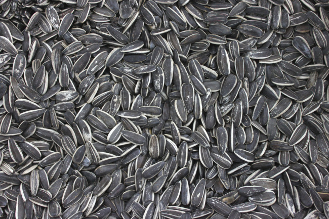 又叫瓜子儿,俗名叫 a target="_blank" href="/item/边果/7373775"