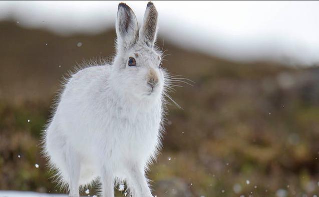  i>lepus timidus /i>),是寒带,亚寒带代表动物之一,是一类个体较大的