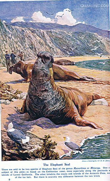 象海豹