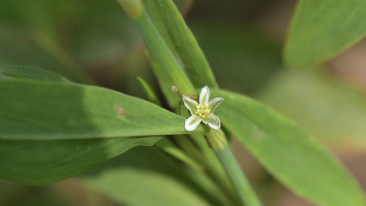 萹蓄（蓼科萹蓄属植物）_百度百科