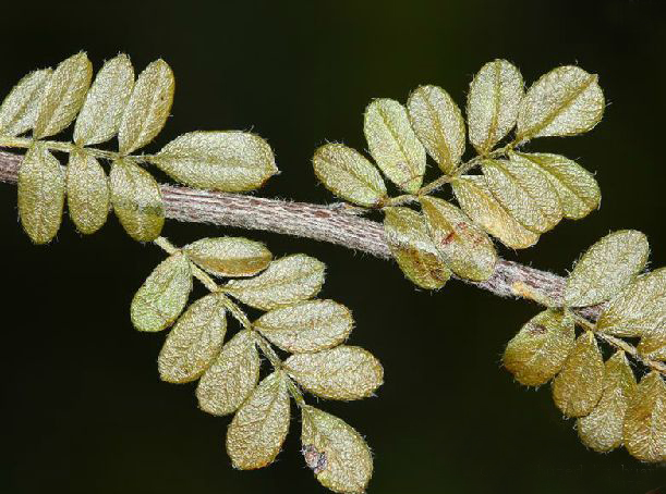  p>小石积(学名: i>osteomeles anthyllidifolia /i> lindl.