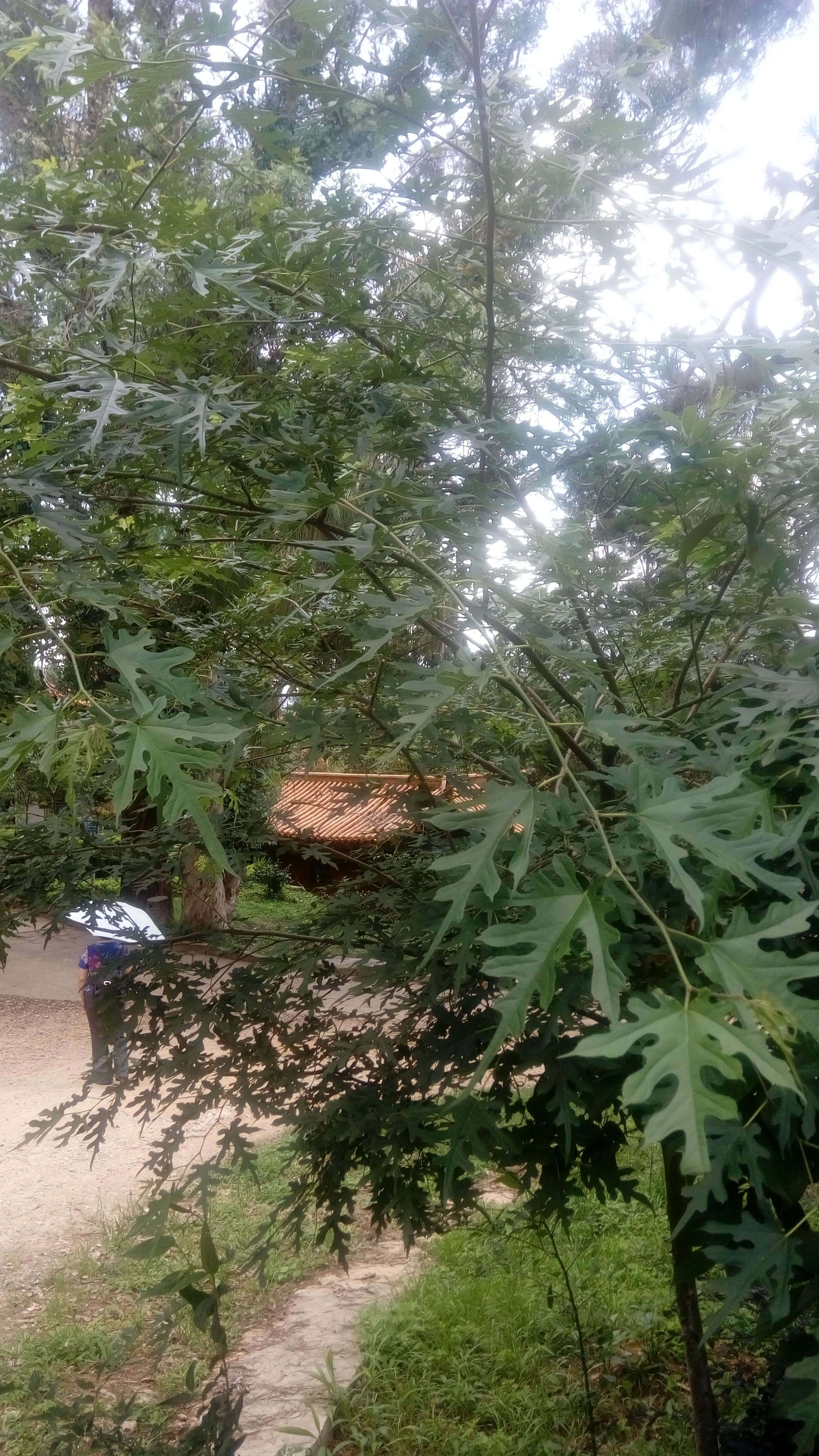  p>鸡桑(学名: i>morus australis /i> poir.