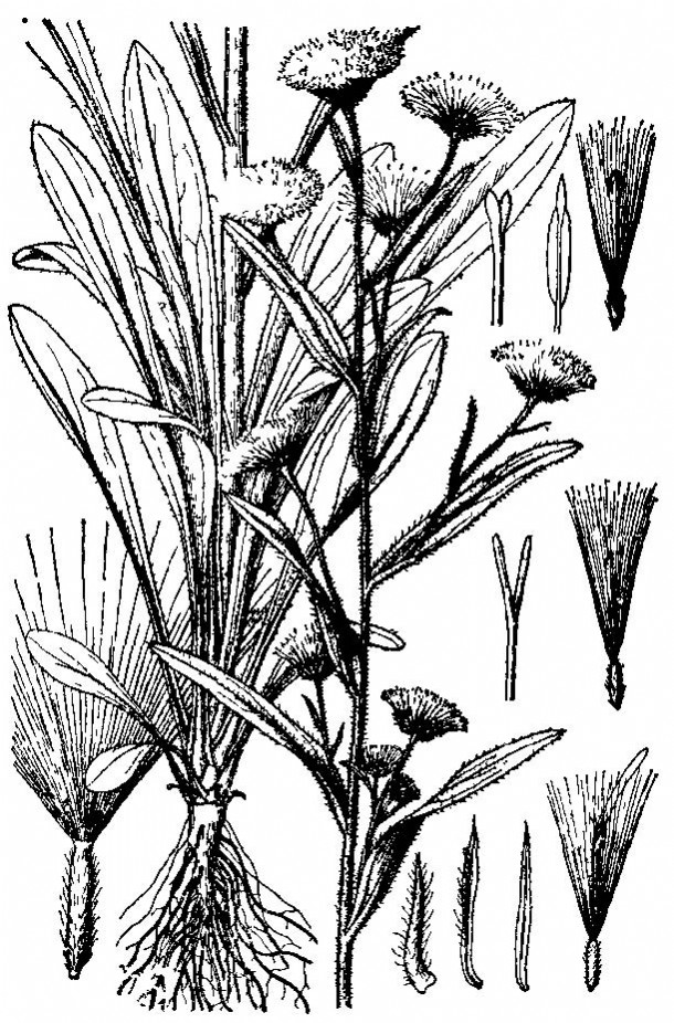  p>飞蓬(学名: i>erigeron acer /i> linn.