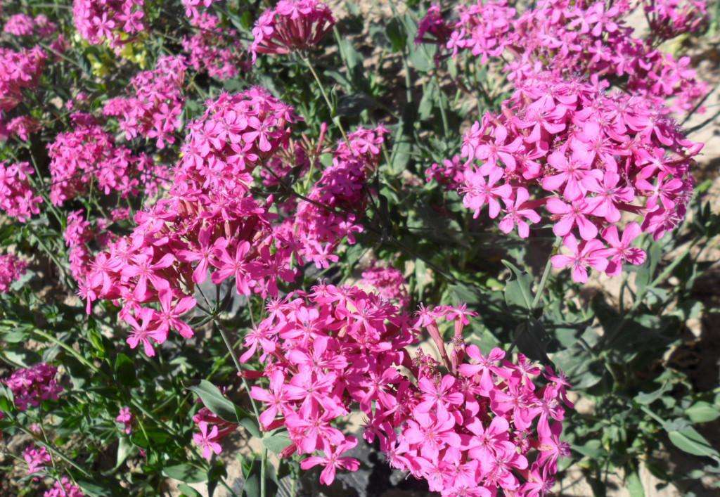  p>大蔓樱草(学名: i>silene pendula /i> l.)是石竹科蝇子草属植物.