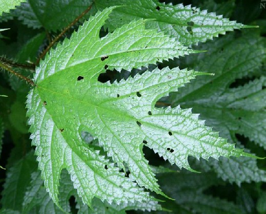  p>台湾蝎子草是荨麻科蝎子草属植物. /p>