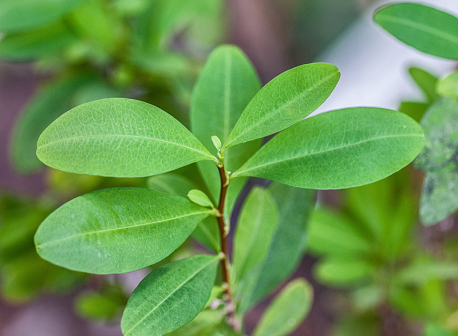 古柯（古柯科古柯属植物）_百度百科