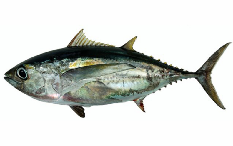  p>大眼金枪鱼(学名: i>thunnus obesus /i>)是鲭科,金枪鱼属下的一种