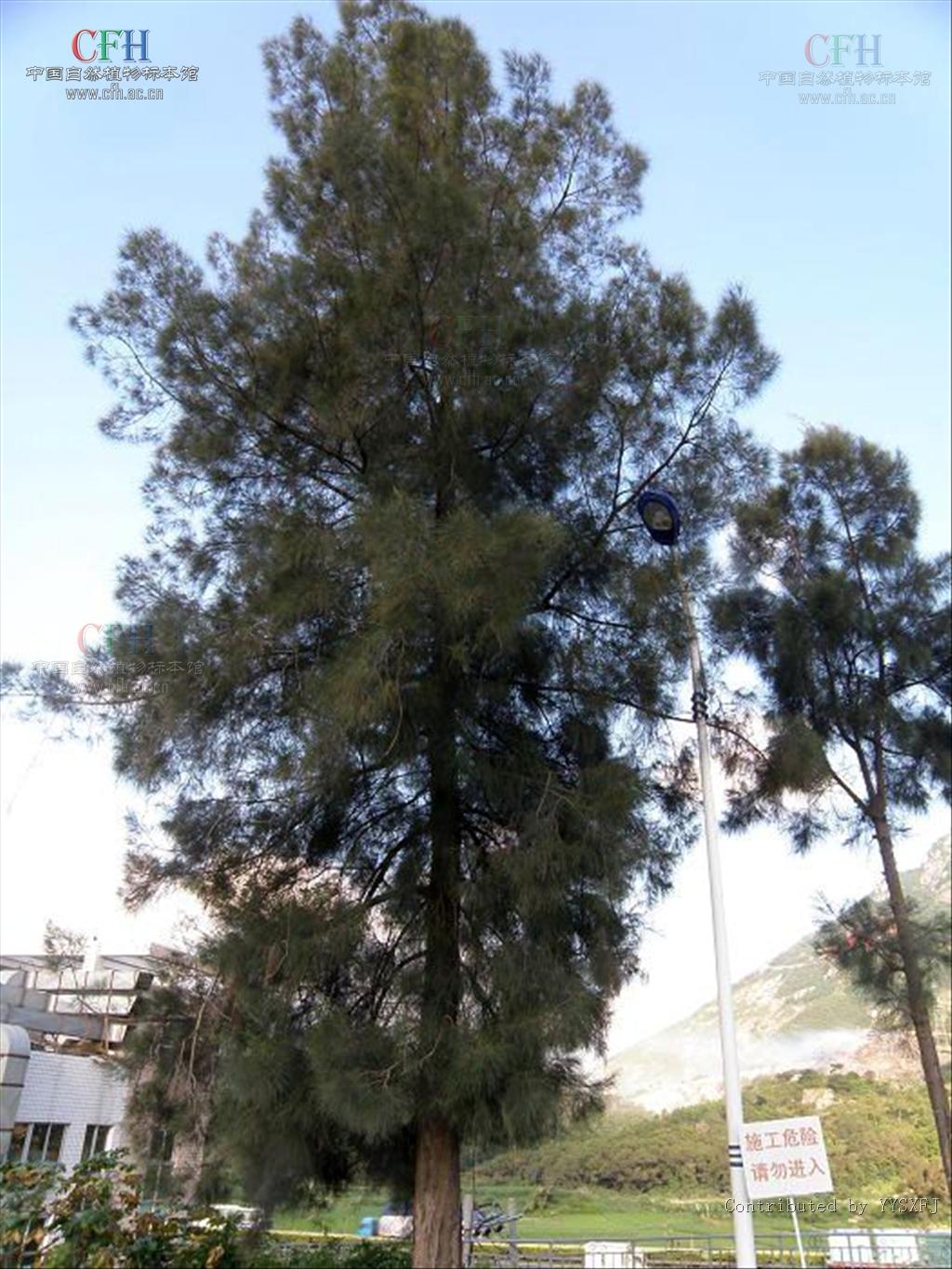  p>木麻黄属(学名:casuarina adans)属于 a href="#" data-lemmaid="