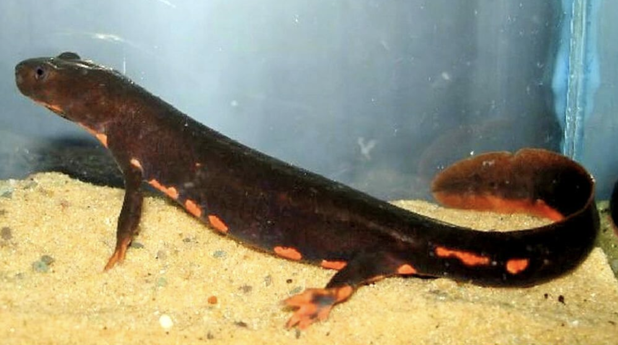  p>无斑肥螈(学名: i>pachytriton labiatus /i>)是蝾螈科,肥螈属有尾