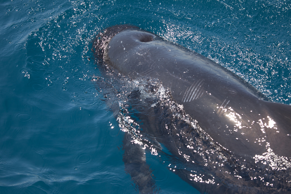 long-finned pilot whale