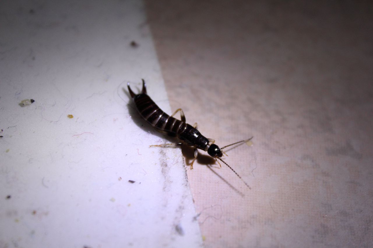  p>龙栖裂丝尾螋( i>nannopygia longqishanensis