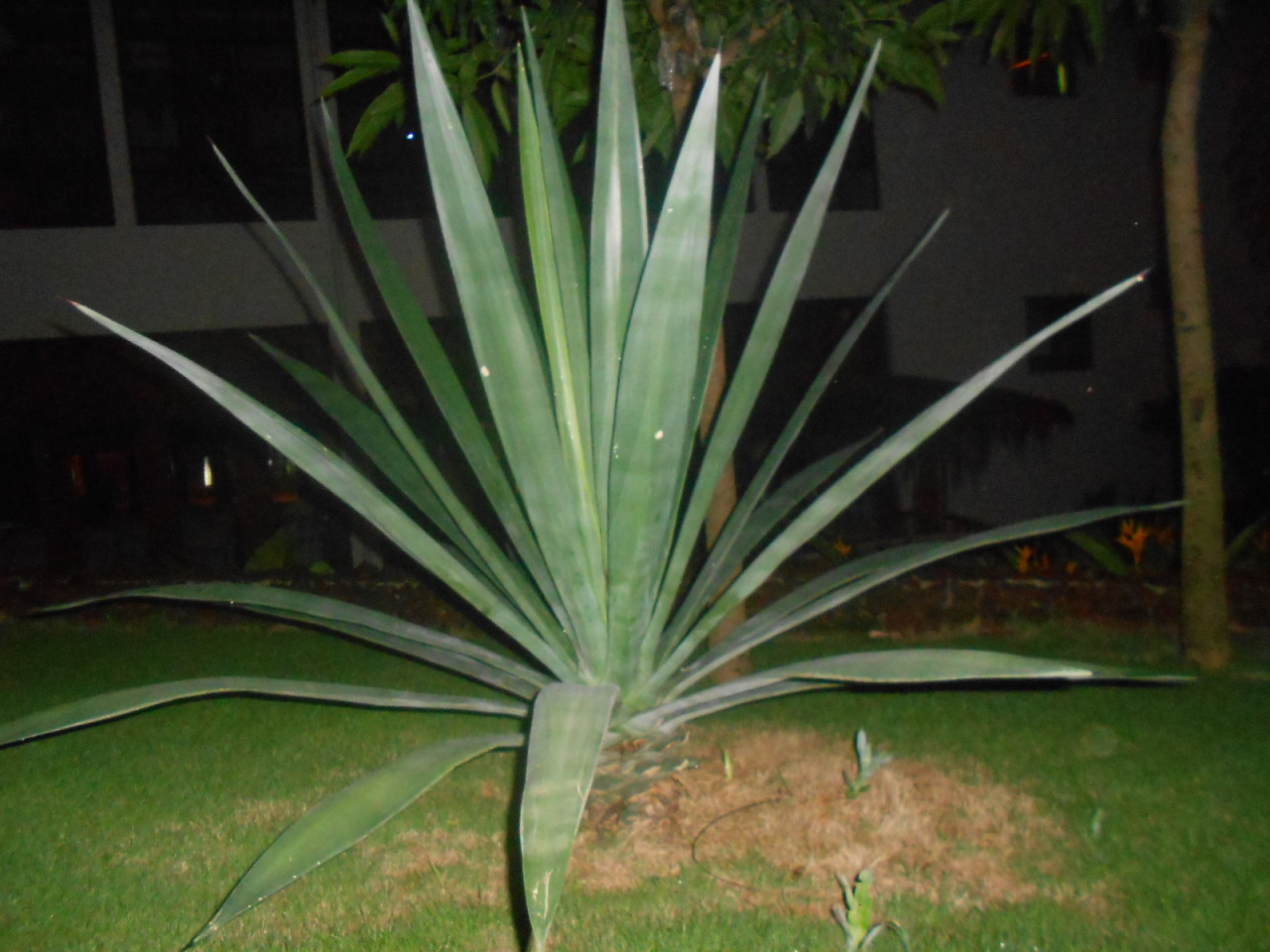 剑麻（天门冬科龙舌兰属植物）_百度百科
