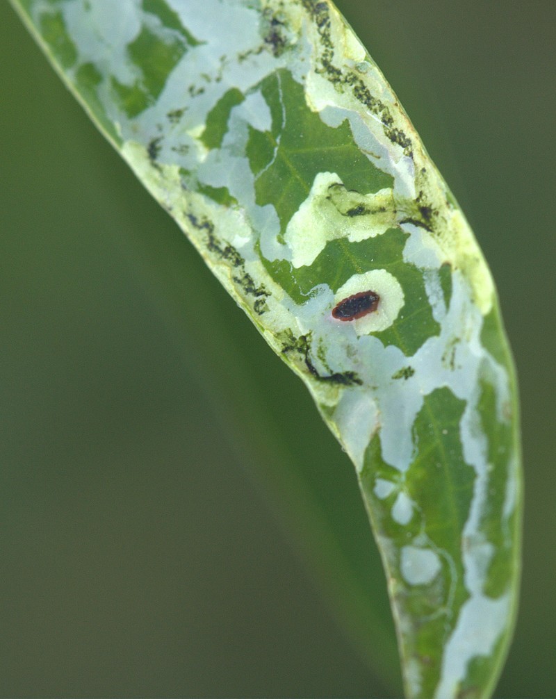  p>潜叶虫(leaf miner ),指许多在叶中生活并取食的昆虫幼虫.