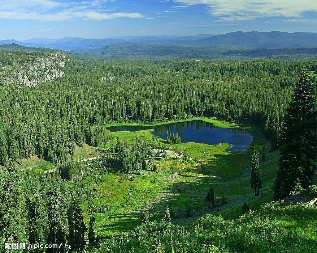  p>针叶林是以针叶树为建群种所组成的各类森林的总称.