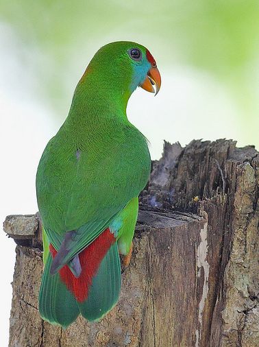 p>菲律宾短尾鹦鹉(学名: i>loriculus philippensis /i>)是典型的 a