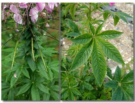 茎叶（植物学用语）_百度百科