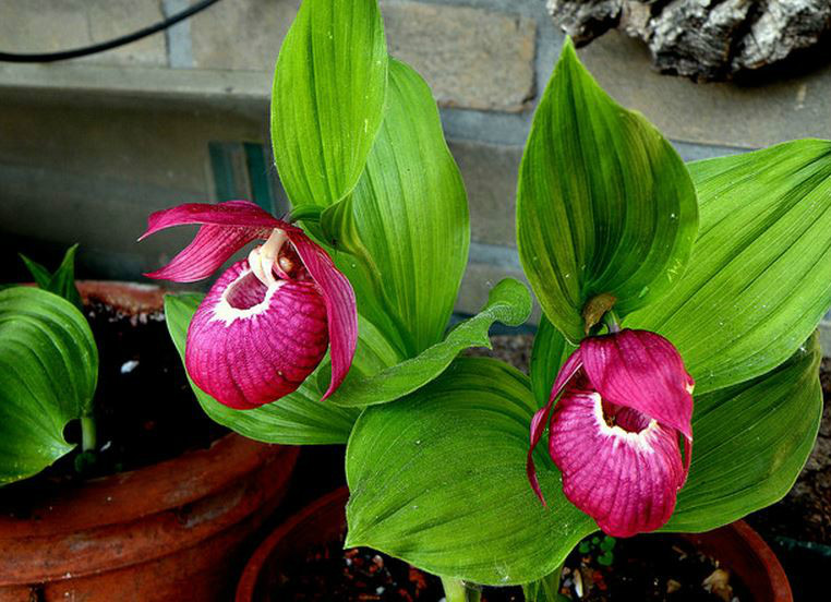  p>毛杓兰(学名: i>cypripedium franchetii /i>  e. h.