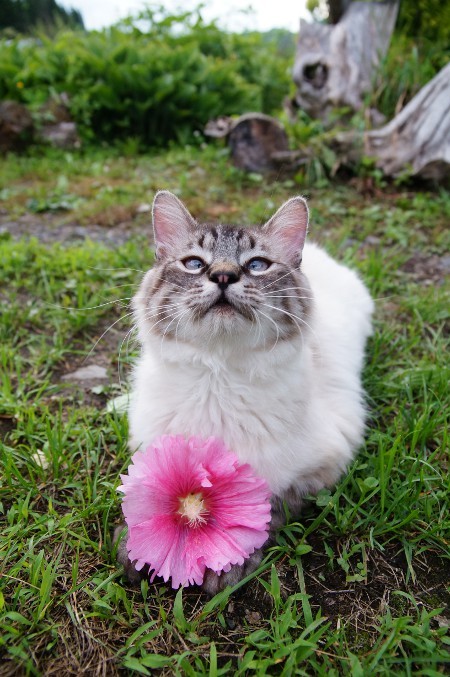  p> a target="_blank" href="/item/猫叔">猫叔 /a>(2002年3月8日