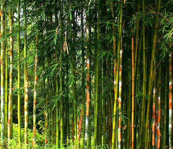 是禾本科簕竹属植物,竿高5-12米,直径2-6厘米