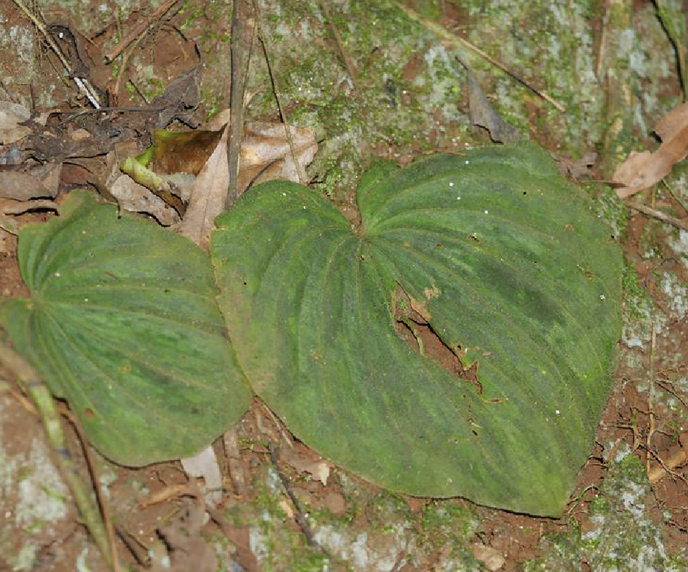  p>毛叶芋兰(学名: i>nervilia plicata /i> (andr.) schltr.