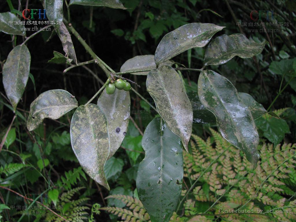  p>木质 a href="#">藤本 /a>,幼时为 a href="#">灌木 /a>状;茎枝着