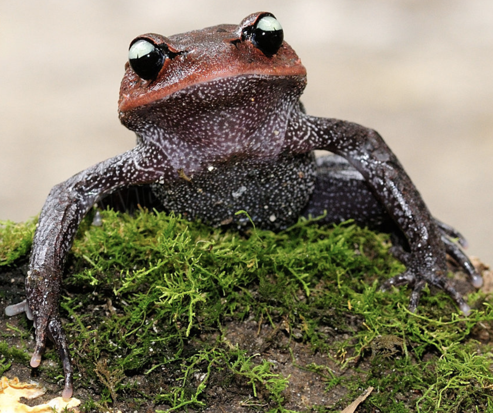  p>崇安髭蟾(学名: i> i>leptobrachium liui /i> /i>)是角蟾科,拟