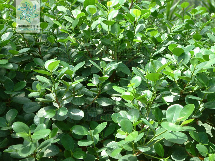  p> b>异叶榕 /b>(学名: i> b>ficus heteromorpha /b> /i>)为桑科榕