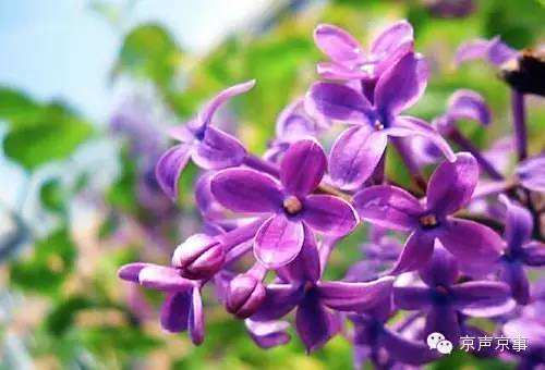 丁香花 韩宝仪演唱歌曲 百度百科