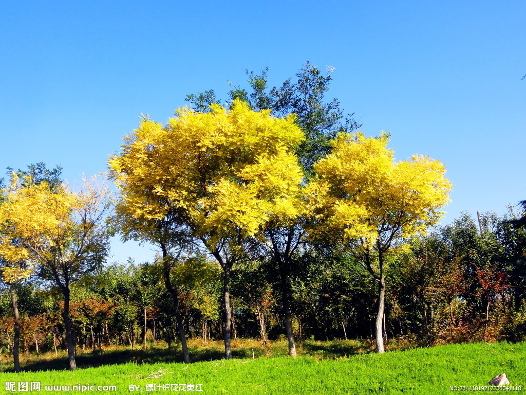  p>黄叶树属(xanthophyllum roxb )是远志科黄叶树属植物,灌木或小