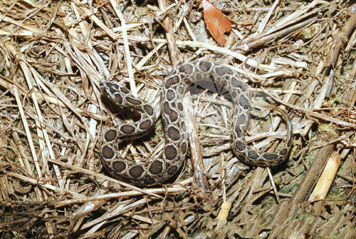  p>圆斑蝰(学名: i>daboia russelii siamensis /i>),又称百步金钱豹