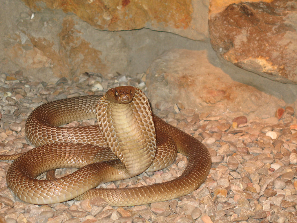  p> a> /a> /p> p>黄金眼镜蛇(学名: i>naja nivea) /i>属于 a href="