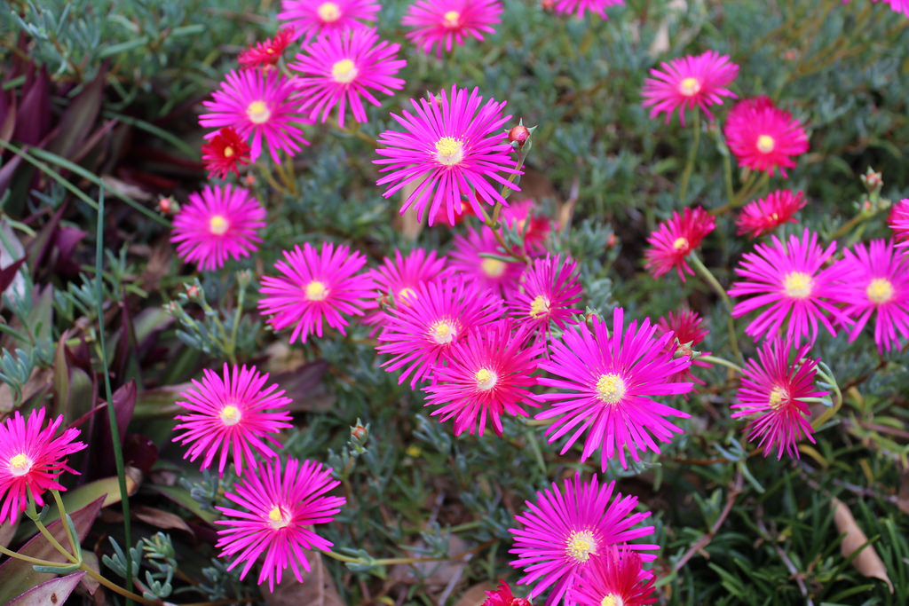  p>美丽日中花(学名: i>lampranthus spectabilis /i> (haw.) n.e.br.