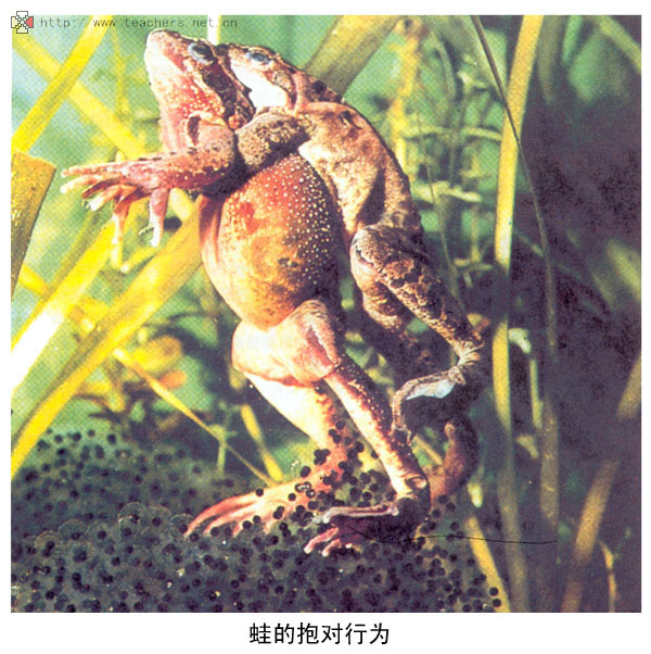  p>春季是青蛙的 a target="_blank" href="/item/繁殖季节/10561532"