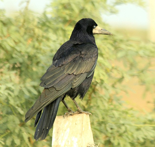  p>秃鼻乌鸦(学名: i>corvus frugilegus /i>)鸦科鸦属的物种,是一种