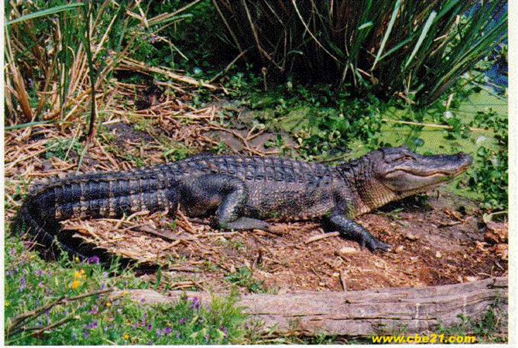 宽吻鳄