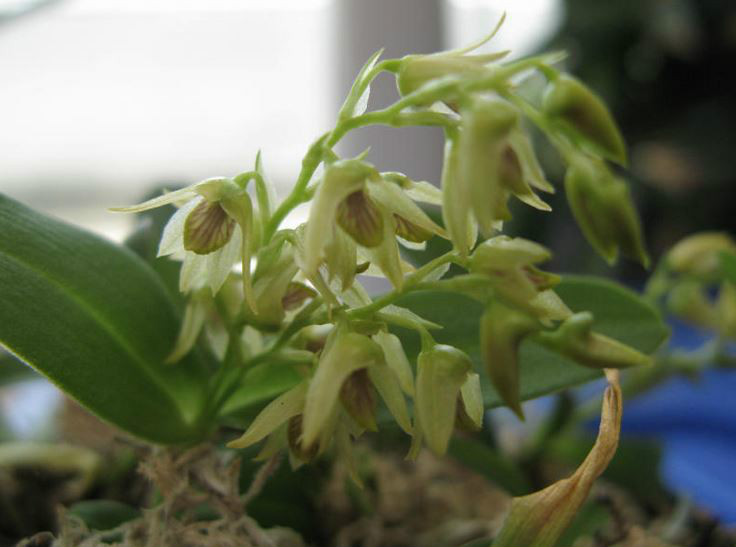  p>勐海石斛(学名: i>dendrobium minutiflorum /i>  s. c.