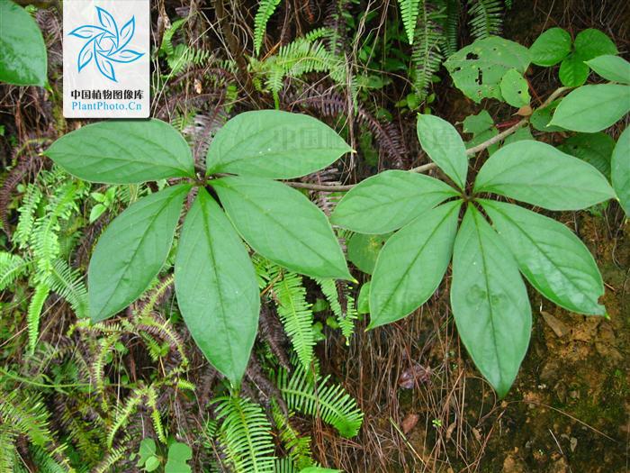 p>五叶薯蓣,是一种 a href="#">薯蓣属 /a>植物,生于海拔500米以下的