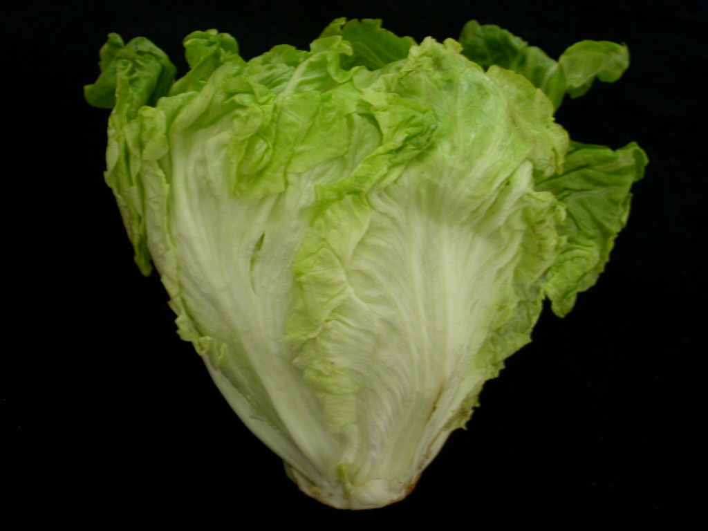 红花叶生菜