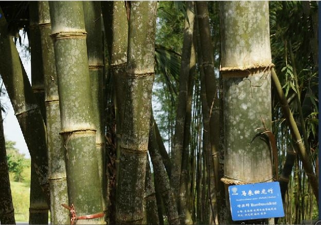 马来甜龙竹无性系1号