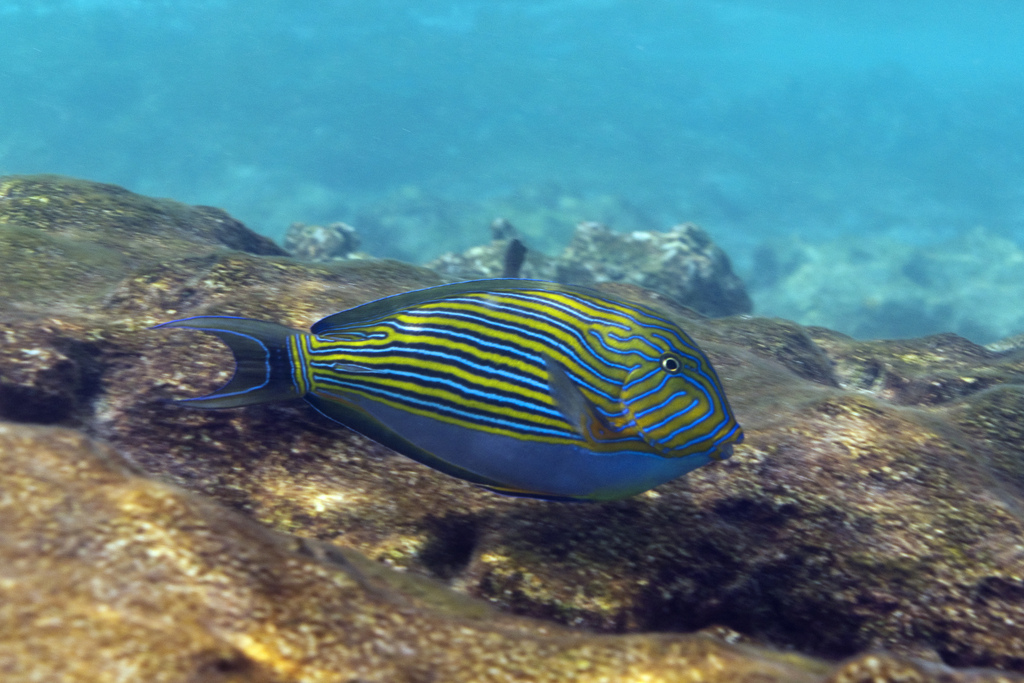  p>刺尾鱼科(学名:acanthuridae)是鲈形目所属一科鱼类总称,其科名  