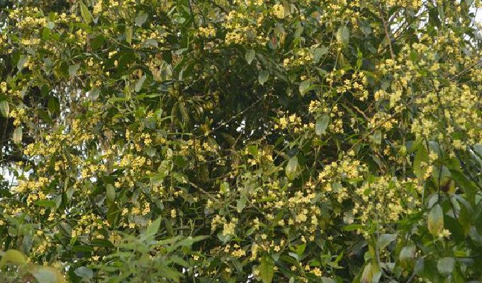  p data-id="gnwut0a9ll">富宁藤( i>parepig