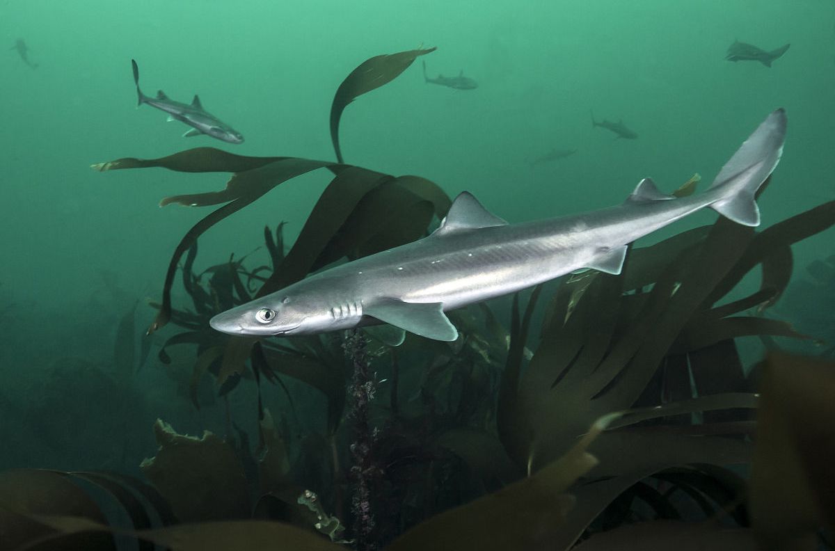  p>白斑角鲨(学名: i>squalus acanthias /i>)是角鲨科,角鲨属鲨鱼.