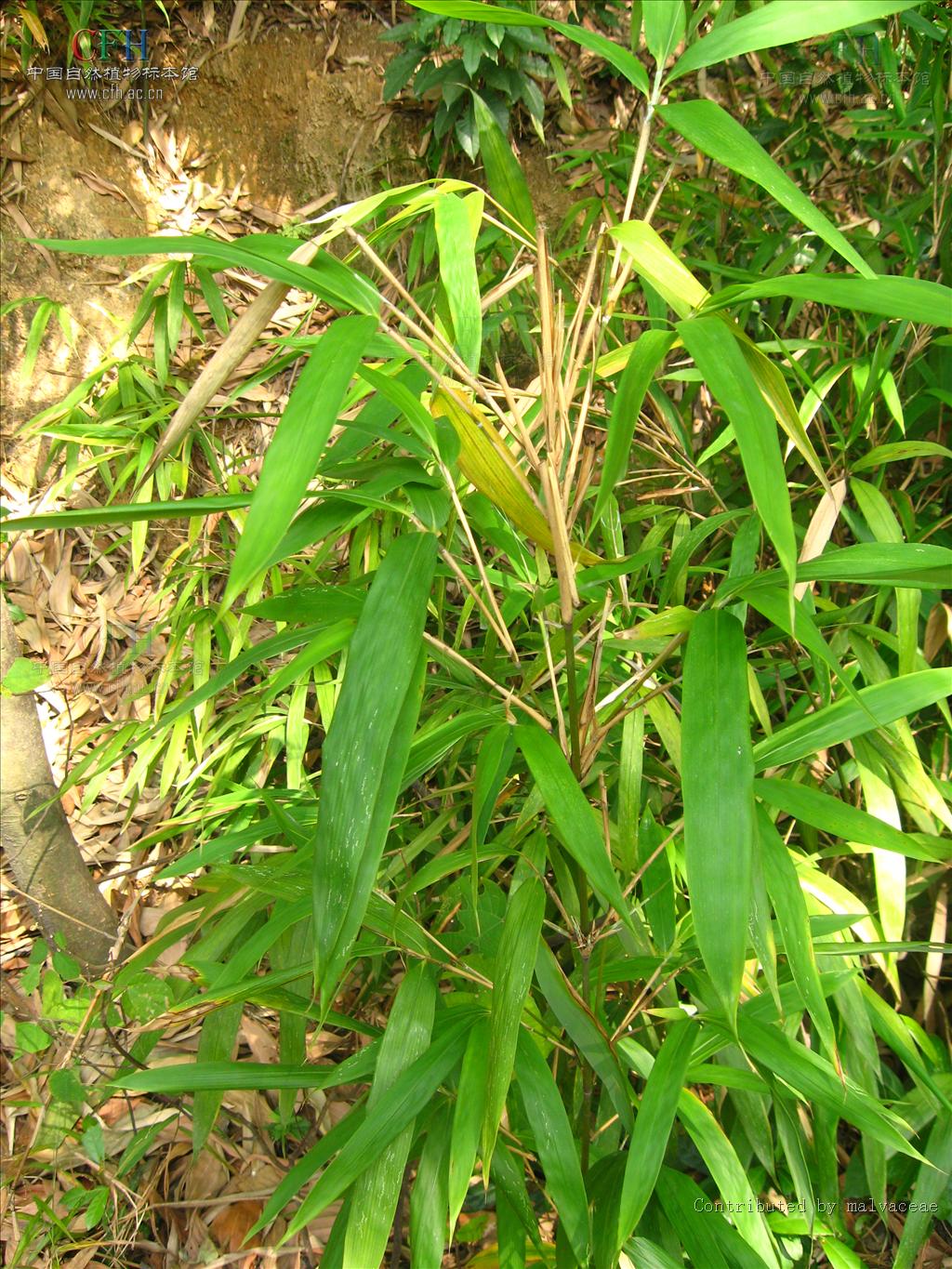  p>矢竹属, a href="#" data-lemmaid="2458872">禾本科 /a>的一属.